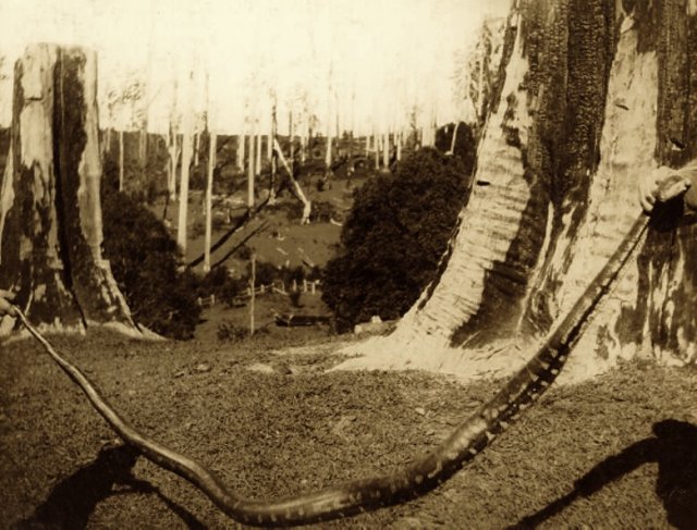 "Aborigines of the Port Stephens area" (Snake) 1900. Newcastle Region Library